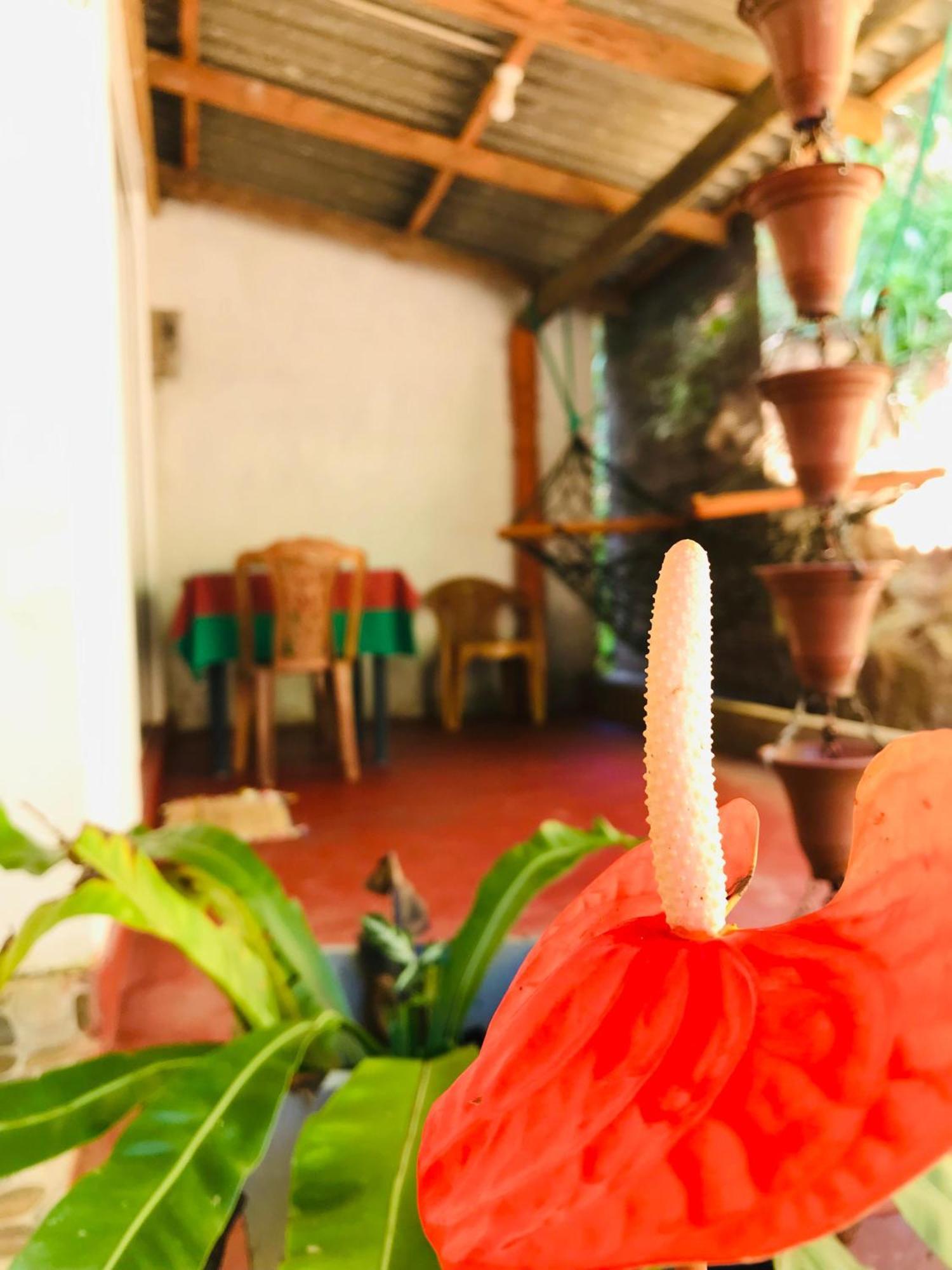 Ella Jungle Inn Homestay And Tree House Exterior photo